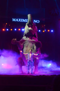 orfei-circus-maximiliano-elephamt