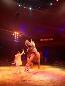 Circo Medrano Firenze Isolotto